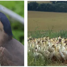 Journées du Patrimoine : visites et dégustations dans deux fermes au foie gras d'Alsace