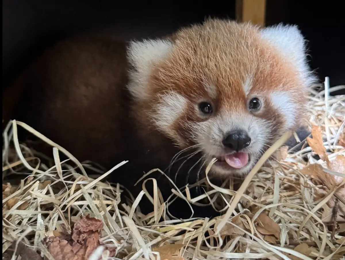 Naissance d'un panda roux à la Ménagerie du Jardin des Plantes de Paris