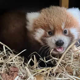 Naissance d'un panda roux à la Ménagerie du Jardin des Plantes de Paris