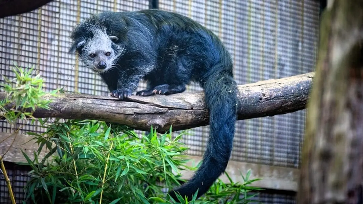 Les Journées de la conservation au Zoo de Lille