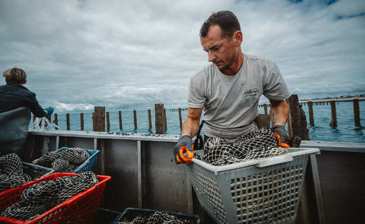 Moules de bouchot en Normandie : dans les coulisses d'un producteur près de Granville