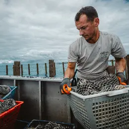 Moules de bouchot en Normandie : dans les coulisses d'un producteur près de Granville