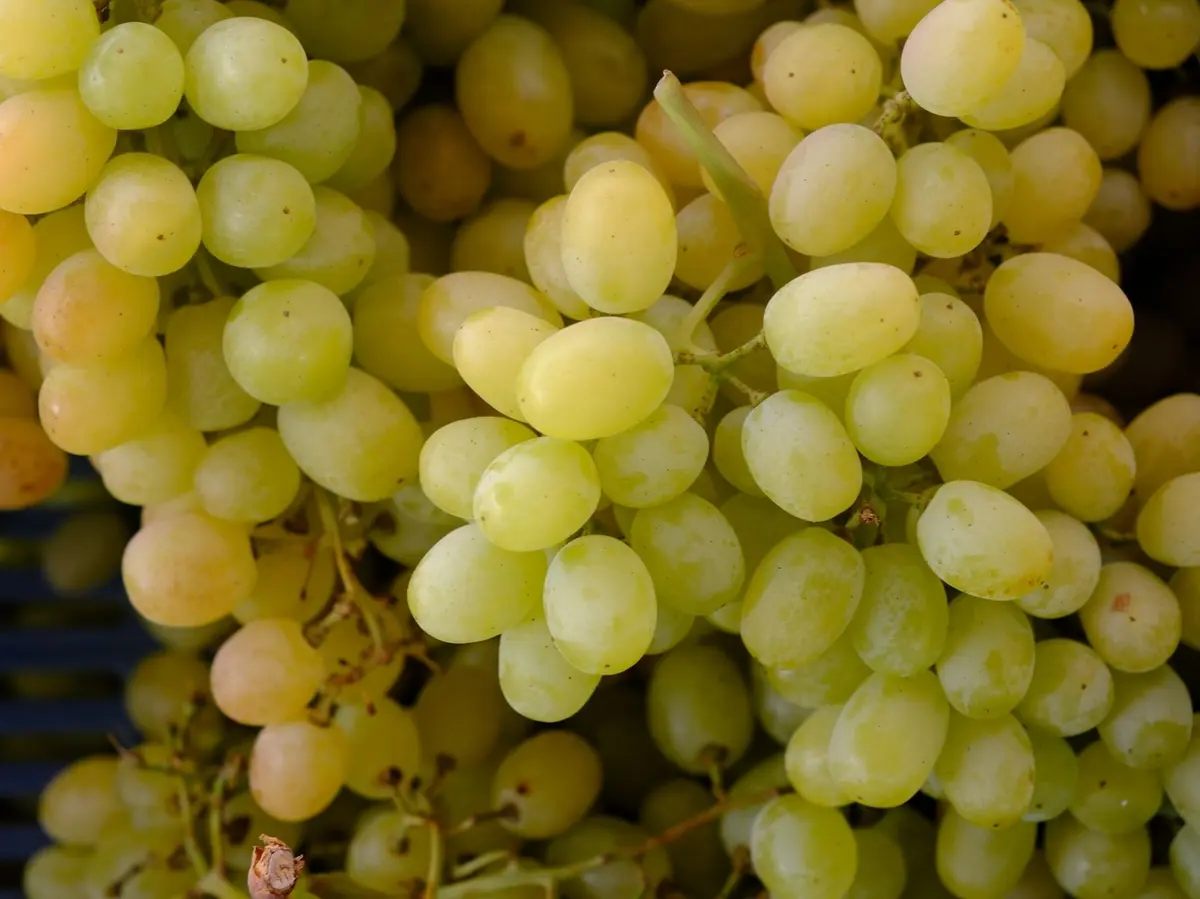 Fête des Vendanges et de la Gastronomie à Milly-la-Forêt