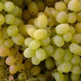 Fête des Vendanges et de la Gastronomie à Milly-la-Forêt