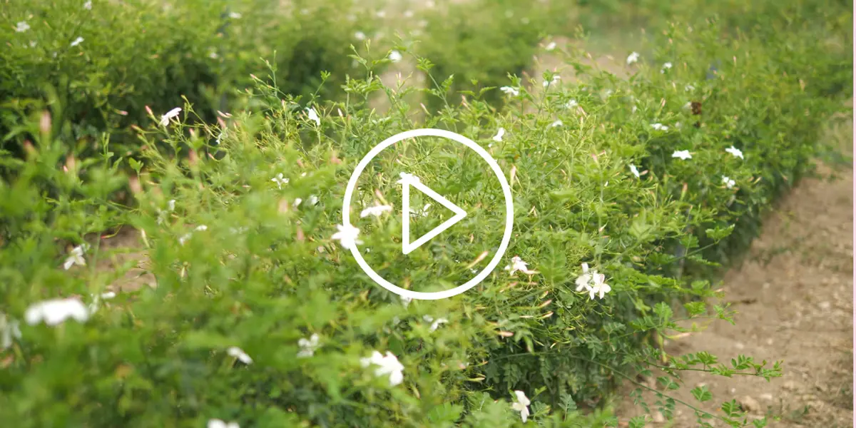 Récolte du jasmin à Mouans-Sartoux : immersion dans l'art du parfum au cœur du Pays de Grasse