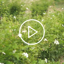 Récolte du jasmin à Mouans-Sartoux : immersion dans l'art du parfum au cœur du Pays de Grasse