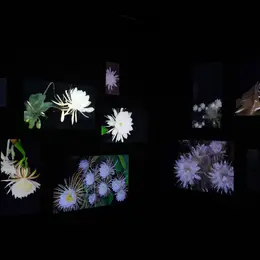 Prix des Arts Numériques de l'Académie des beaux-arts : Anna Ridler récompensée pour son œuvre Circadian Nocturne