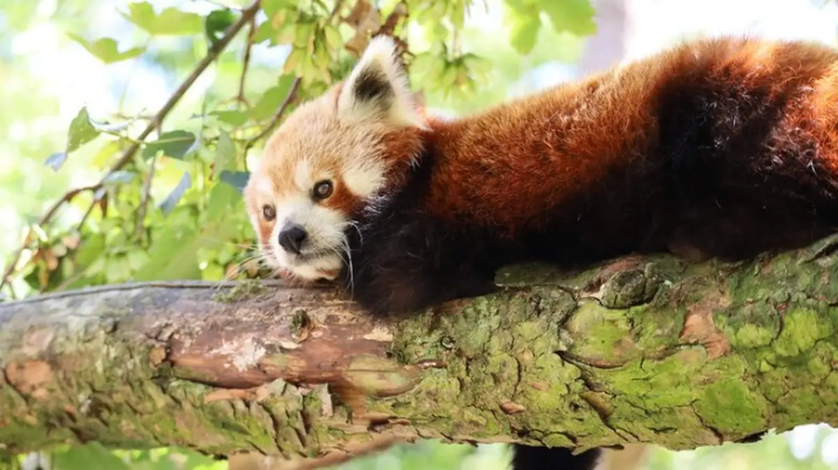 Animations pour enfants au Zoo de Lille pendant les vacances d'automne