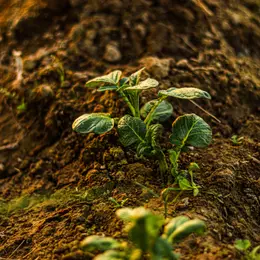 Conférence sur la permaculture à la Maison de l'Environnement de Nice