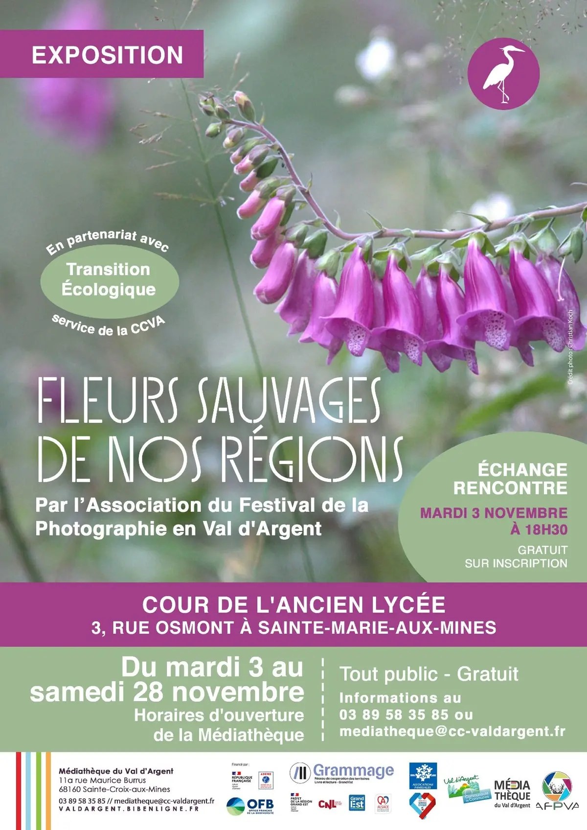 Exposition sur les fleurs sauvages de nos régions à Sainte-Marie-aux-Mines