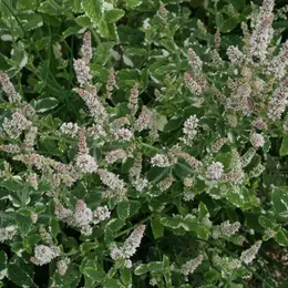 Atelier jeune public : Alchimie de la menthe