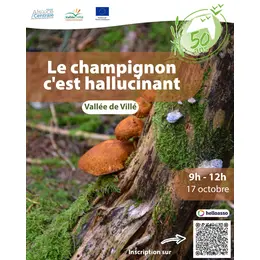 Le champignon c'est hallucinant