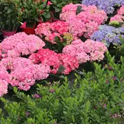 29ème fête des plantes et des fleurs