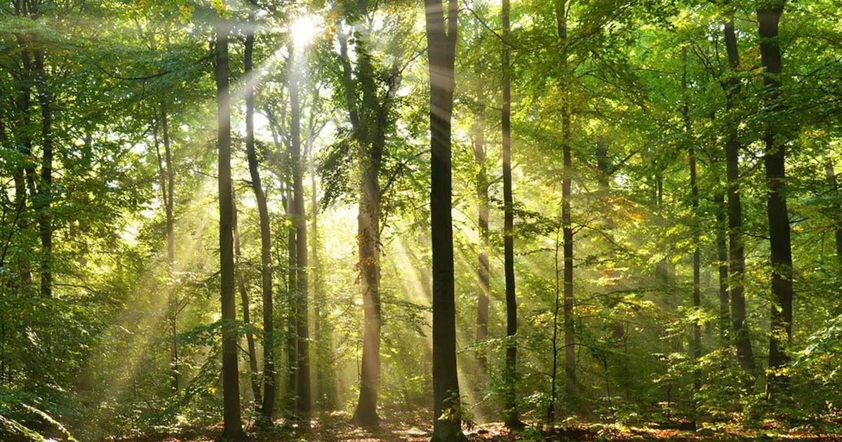 Atelier Respiration : Forêt'Spirer
