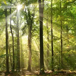 Atelier Respiration : Forêt'Spirer