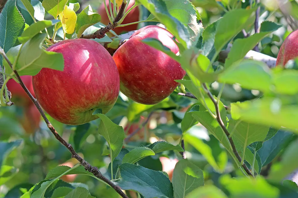 Pommes et poires d'Alsace, d'où viennent elles ?