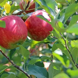 Pommes et poires d'Alsace, d'où viennent elles ?