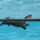 Les loutres sont d'excellentes nageuses sous le soleil du parc animalier d'Hunawihr en Alsace DR