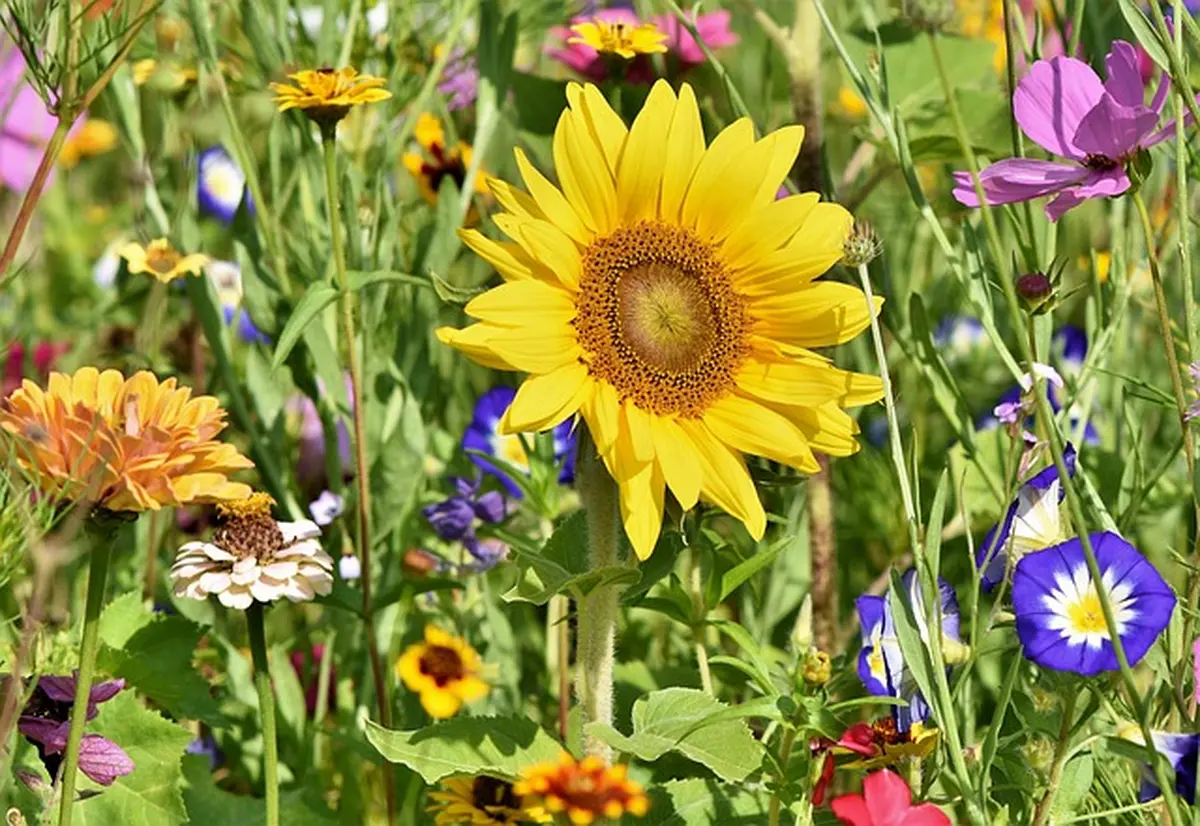 30 ans de l'association Panazol Fleurs et Nature