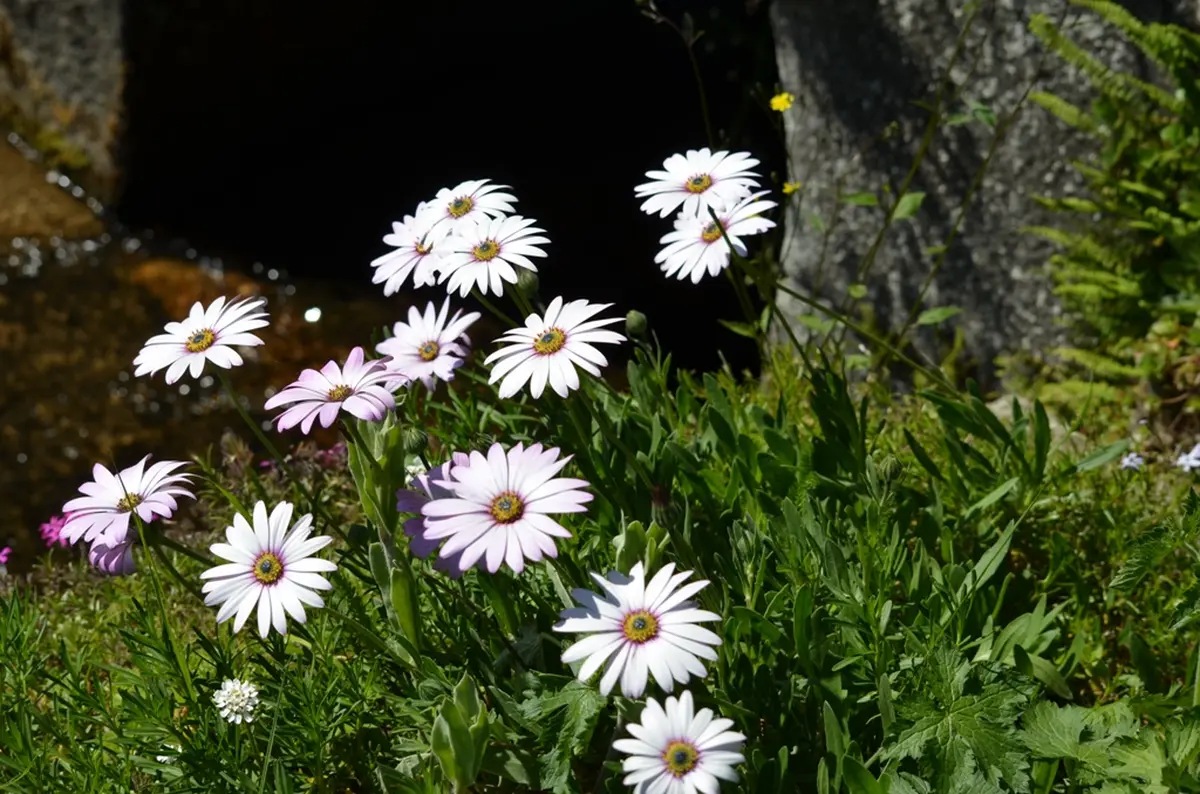 30ème Foire aux plants