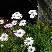 30ème Foire aux plants