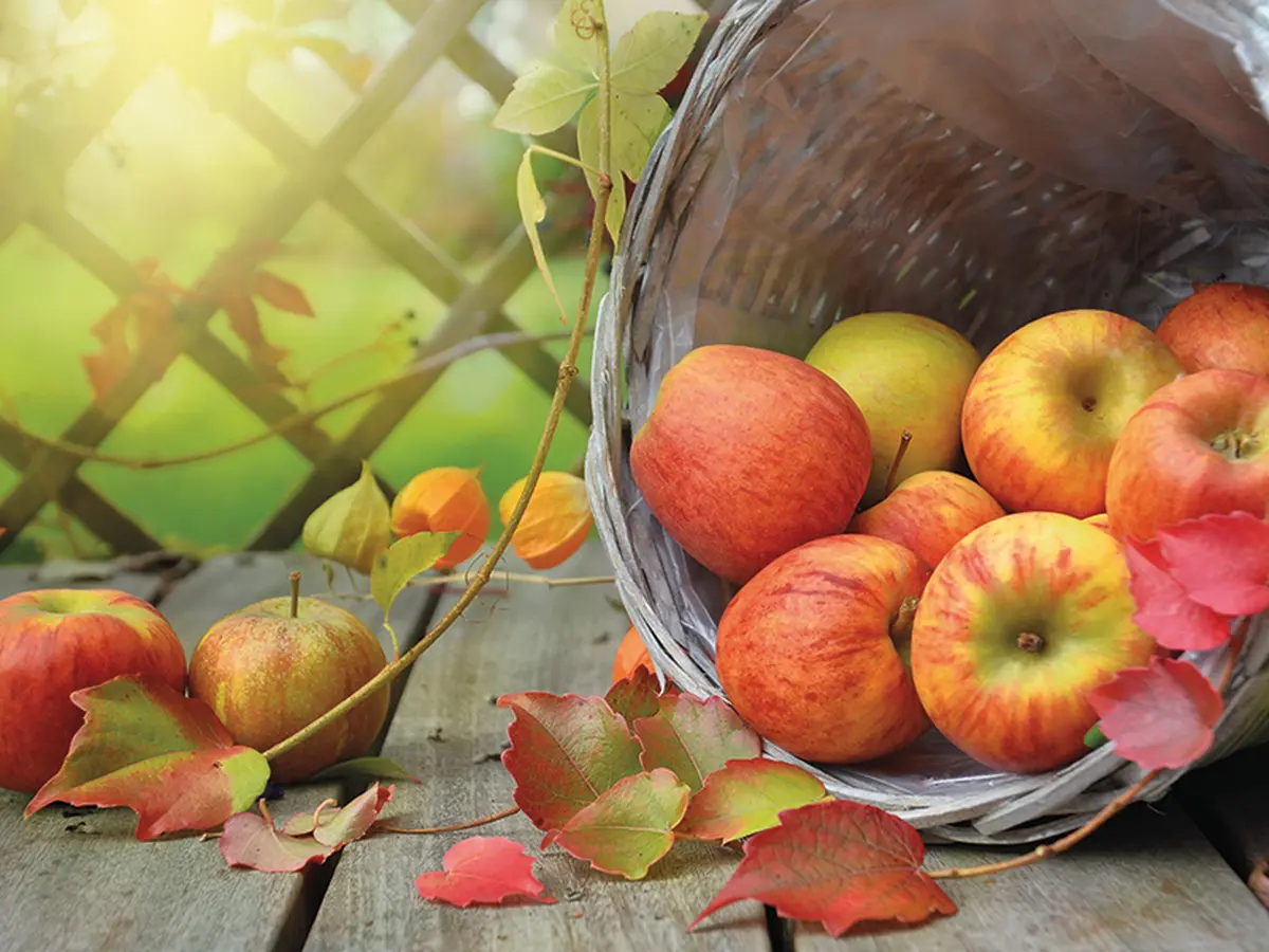 31ième fête du cidre