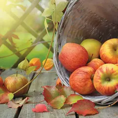 31ième fête du cidre