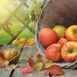 31ième fête du cidre