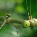 Les Petites Entrevues - MINUSCULE 2, Les mandibules du bout du monde 