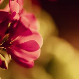 Balade photographique - Mieux photographier avec son smartphone en pleine nature