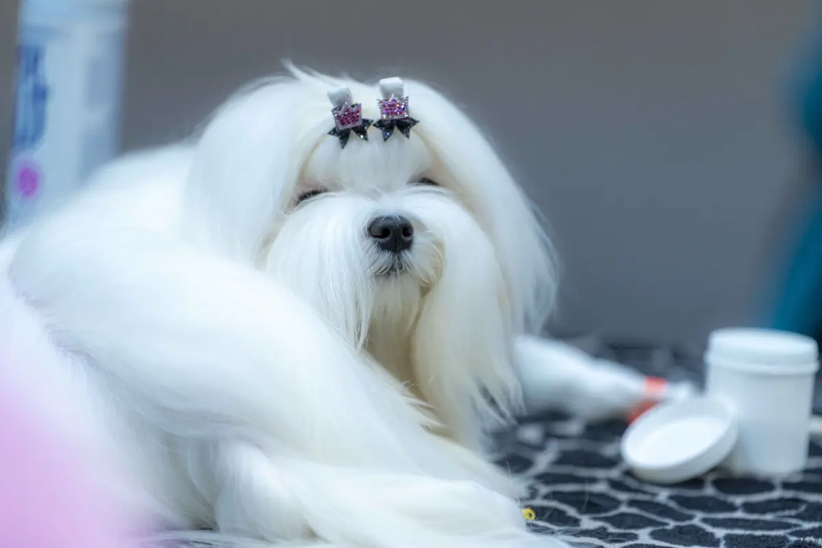 38e et 39e Expositions internationales de chiens de race à Offenburg 2026