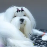 38e et 39e Expositions internationales de chiens de race à Offenburg 2026 DR