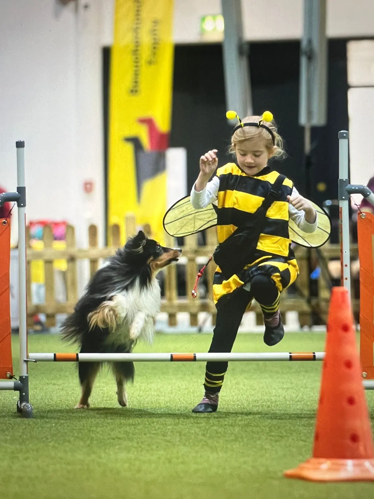 38e et 39e Expositions internationales de chiens de race à Offenburg 2026