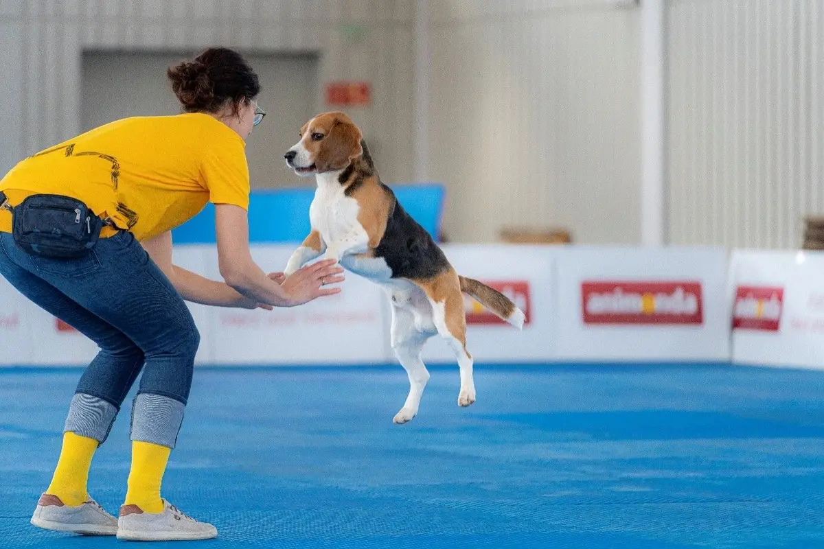 38e et 39e Expositions internationales de chiens de race à Offenburg 2026