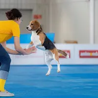 38e et 39e Expositions internationales de chiens de race à Offenburg 2026 DR