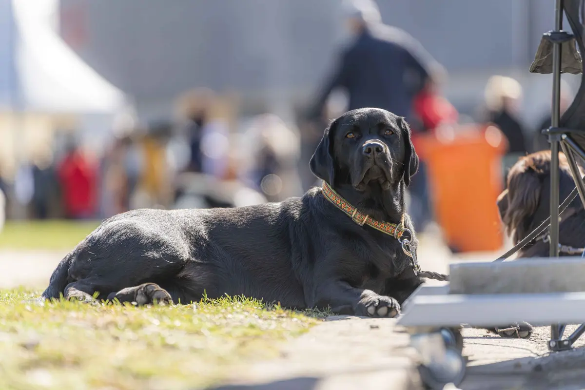 38e et 39e Expositions internationales de chiens de race à Offenburg 2026