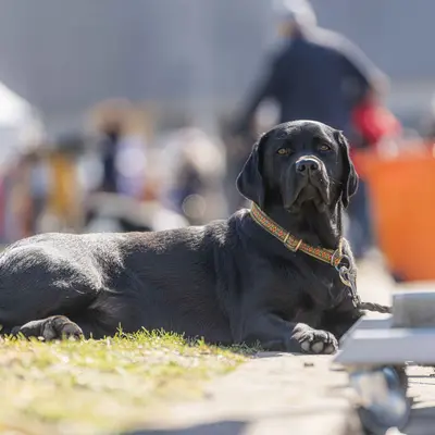 38e et 39e Expositions internationales de chiens de race à Offenburg 2026