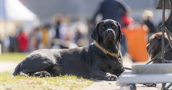 38e et 39e Expositions internationales de chiens de race &agrave; Offenburg