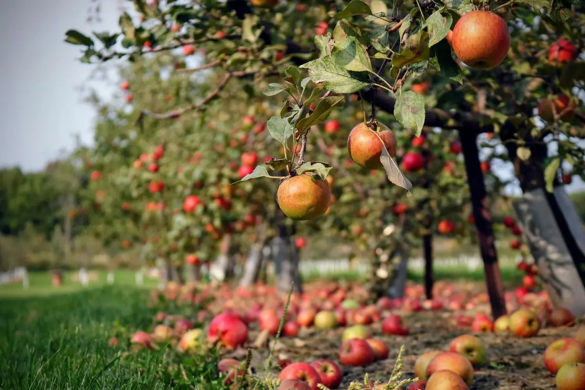 Visite du verger conservatoire de pommes anciennes