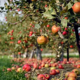 Visite du verger conservatoire de pommes anciennes
