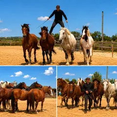 Spectacle Equestre Voltige / feu