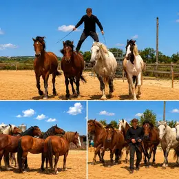 Spectacle Equestre Voltige / feu