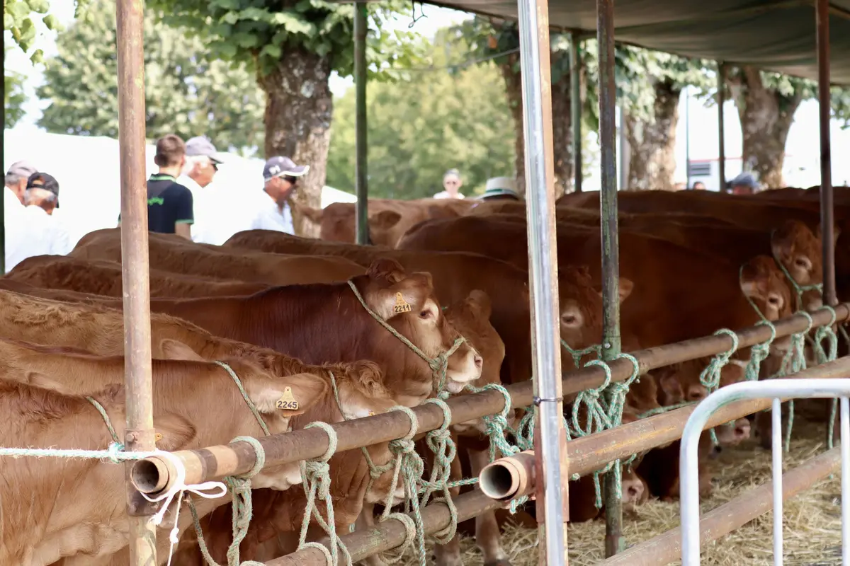 42e édition des Journées de la Viande Limousine et des savoir-faire locaux