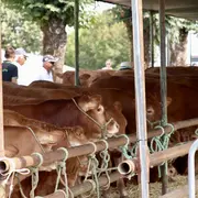 42e édition des Journées de la Viande Limousine et des savoir-faire locaux