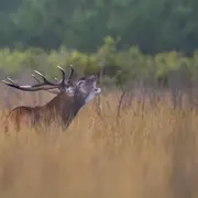 48h Nature de Nouvelle Aquitaine : le brame du cerf