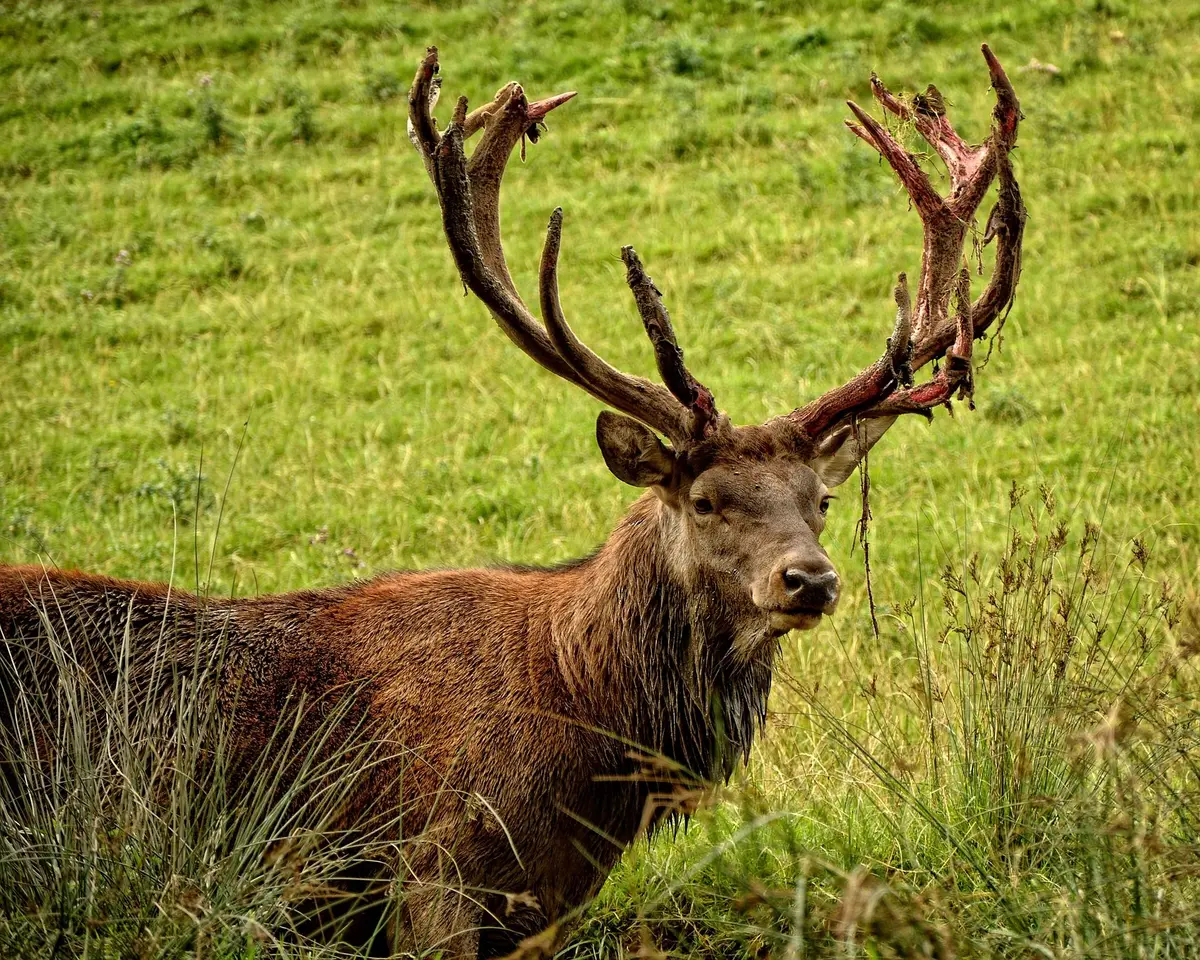 La magnificence du cerf en pleine nature