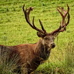 5 animaux sauvages à voir en Alsace