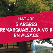 5 arbres remarquables à voir en Alsace