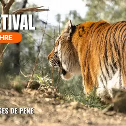 5ᵉ édition Du Tiger Day Festival
