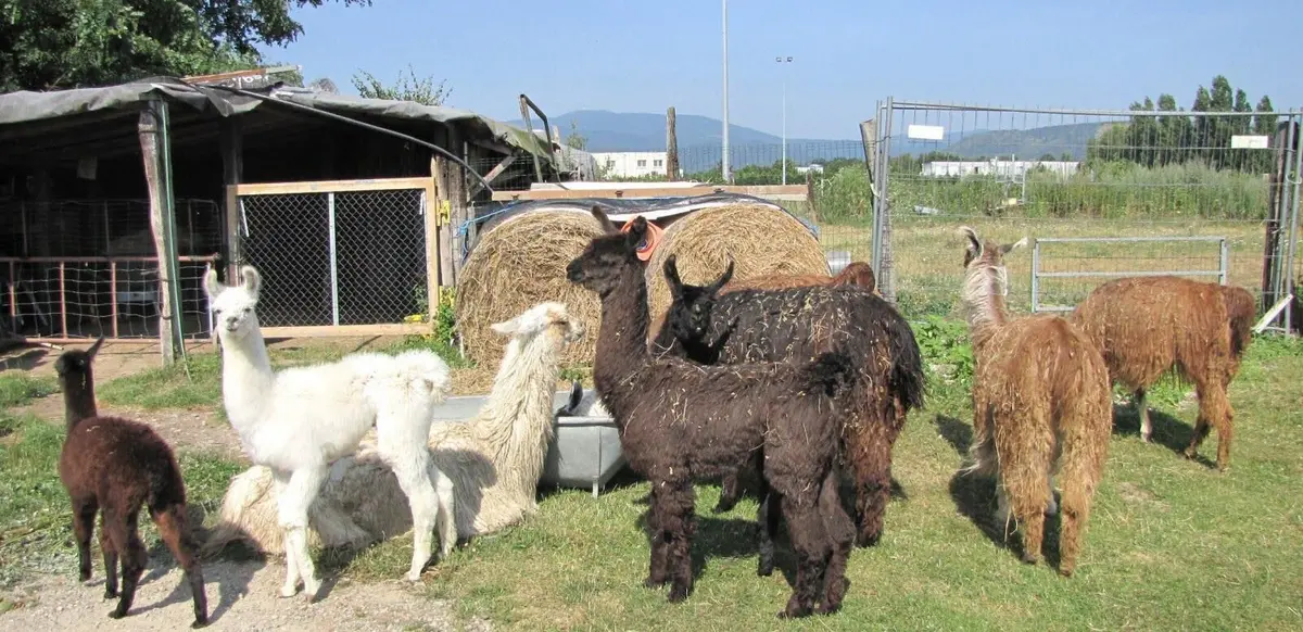 5 fermes pédagogiques autour de Mulhouse pour une sortie avec les enfants